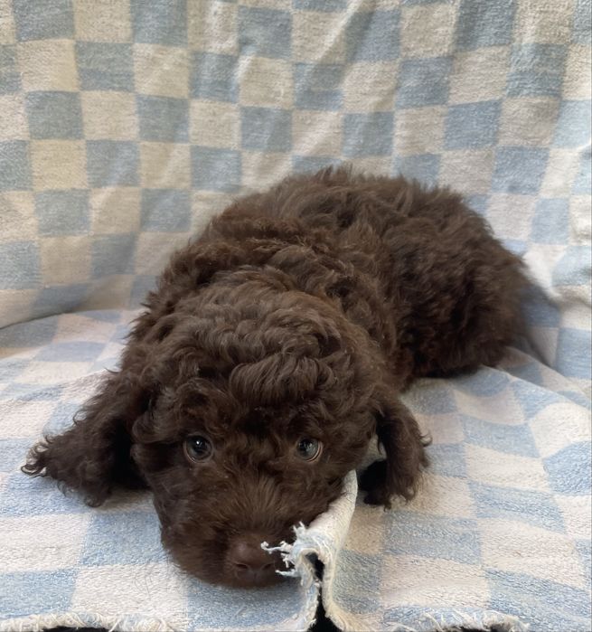 Мини пудели - кафяви