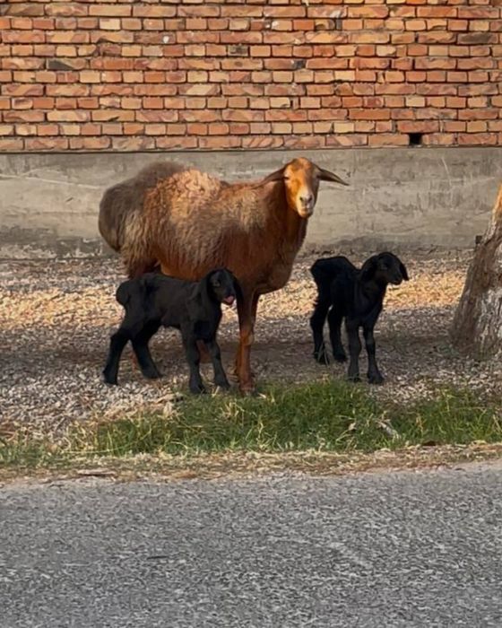 Эгизаклар сотилади