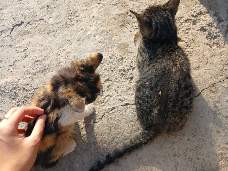 Котята отдаются в добрые руки