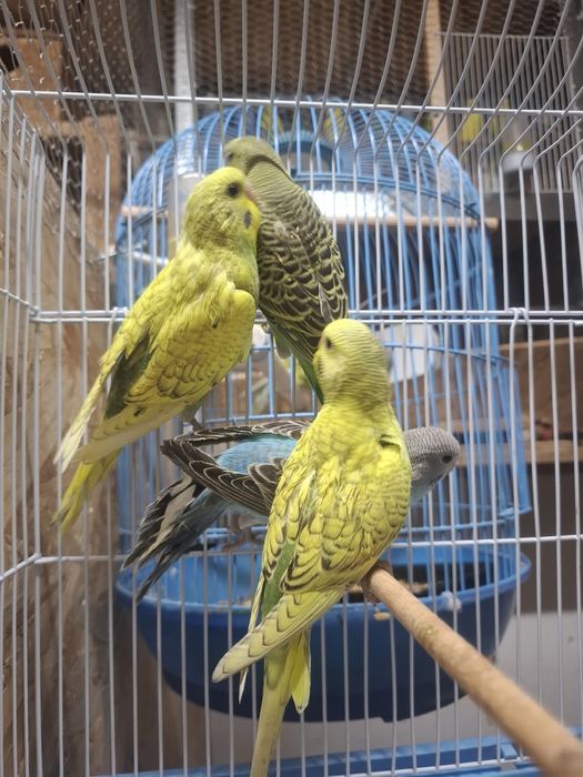 Perusi de două luni