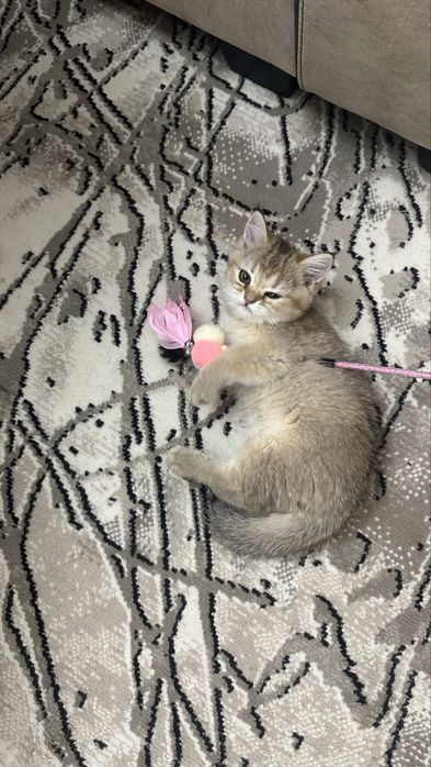 золотая шиншилла скоттиш фолд
