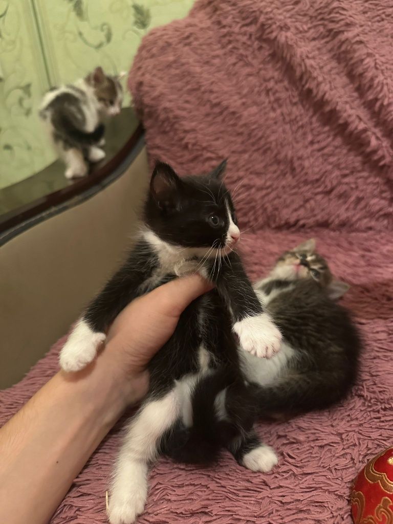 Котята в добрые руки