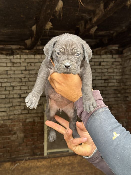 Продавам чистокръвни Кане Корсо