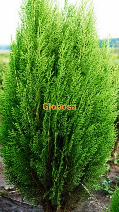 Gard viu tuia orientalis biota