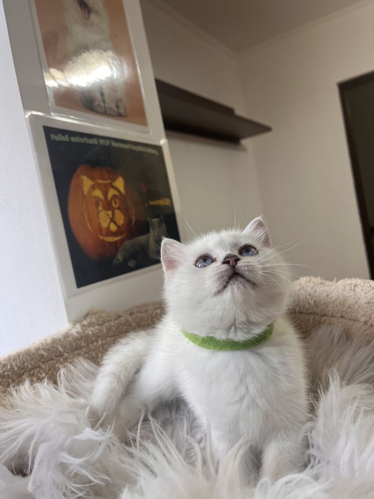 British shorthair chocolate shadedpoint