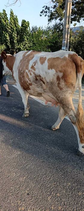 Vaca bălțată româneasca