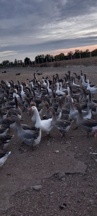Vând gâște tinere