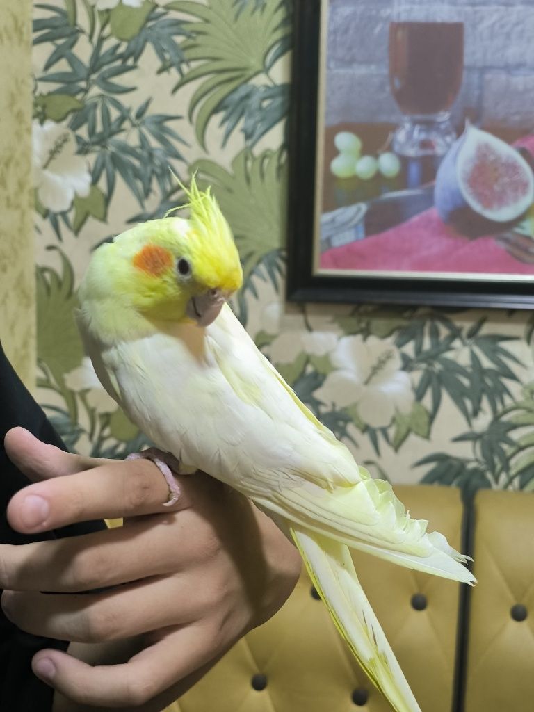 Ручные красавцы кореллы !