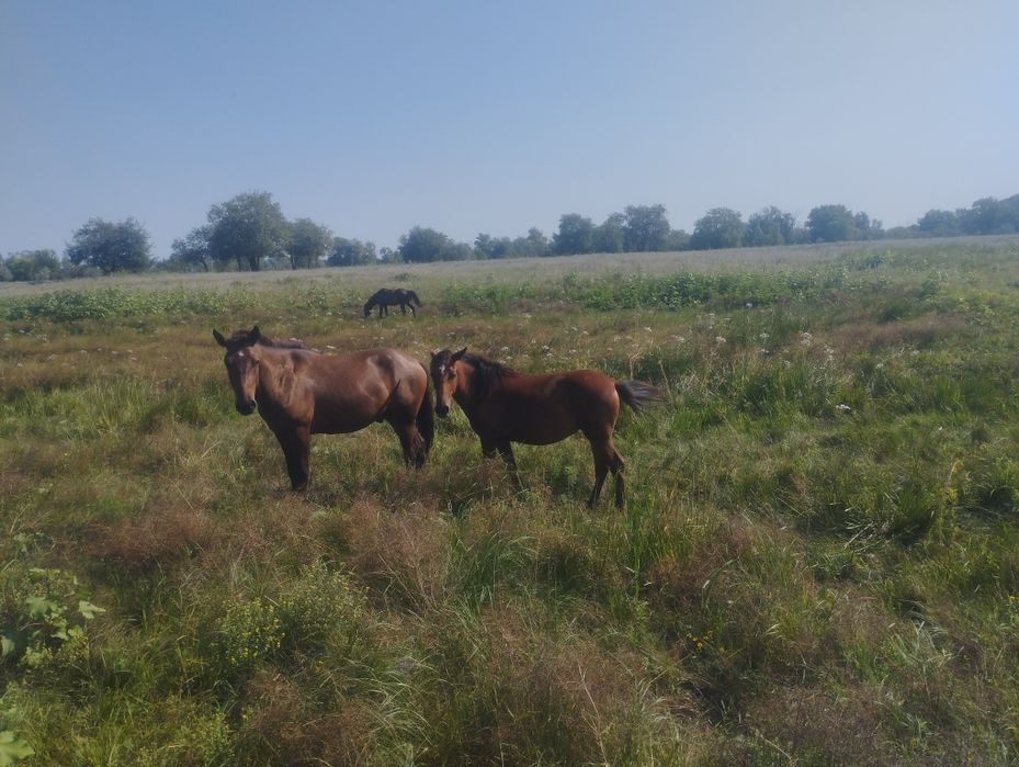 Сатылады Құлынды бие, байталдар