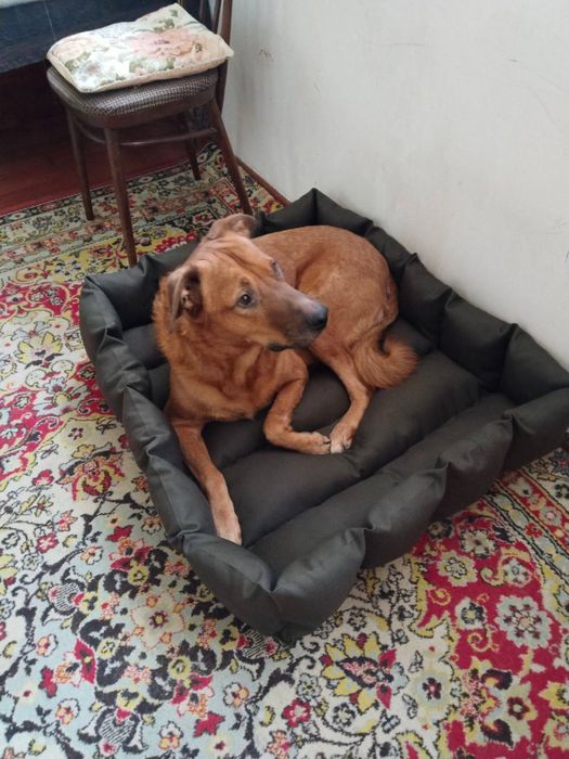 Лежанка для больших собак