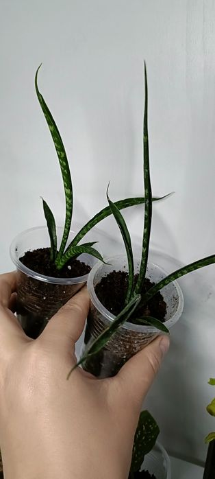 Сансевиерия:1000 тенге