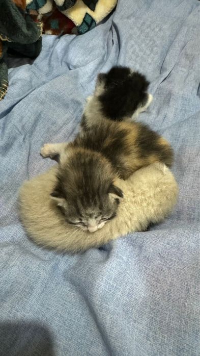 Котята.                              .