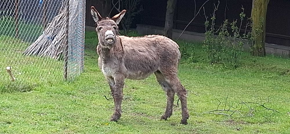 Măgari montă/căruță