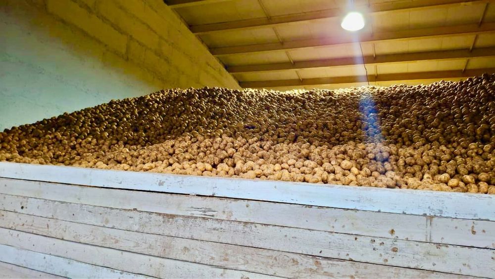 Картофель отборный