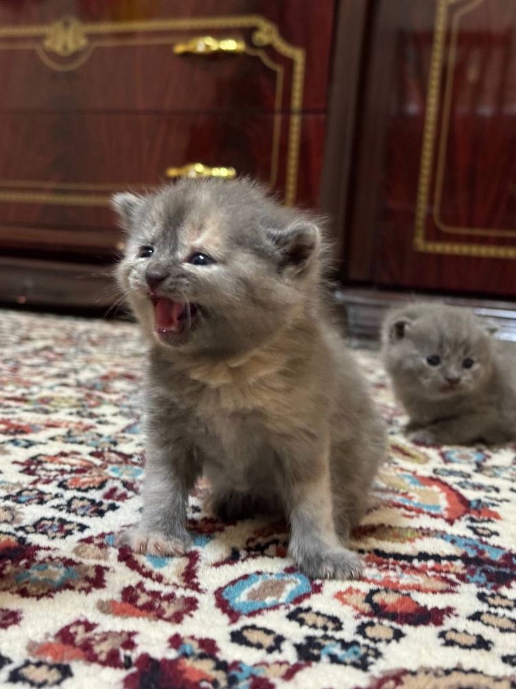 Scottish fold mushuk