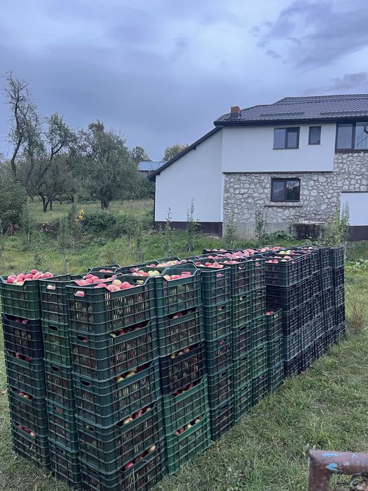 Vand mere Ionatan, Idaret, Florina, Golden