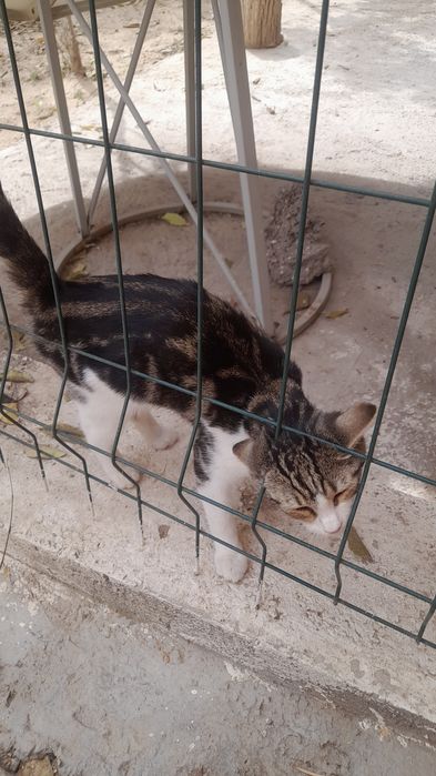 Котёнок девочка 4 мес