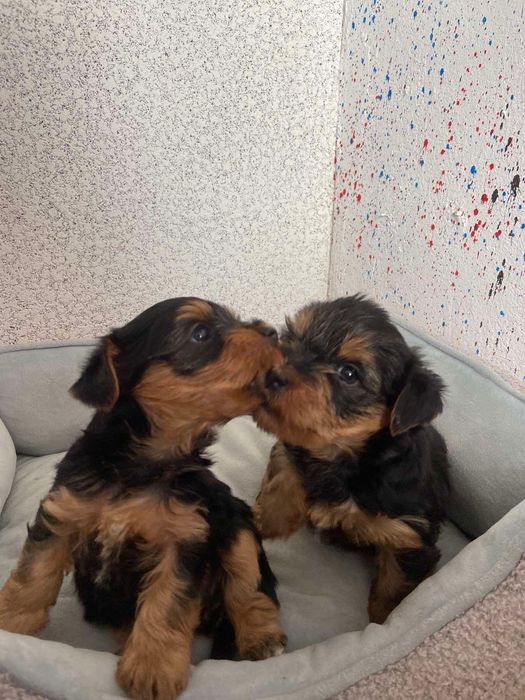 Чистокръвни йоркширски териери – мъжки