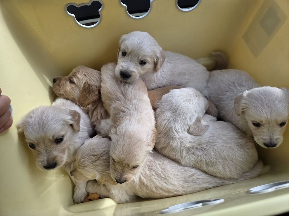 Голдън ретривър бебе