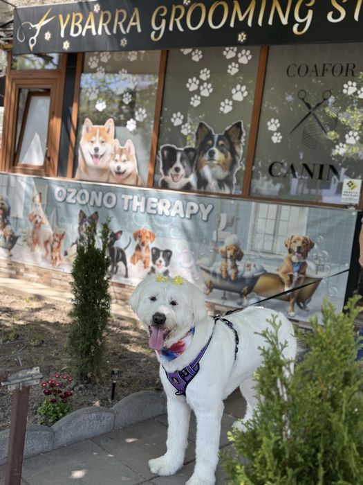Salon canin Galati / Frizerie canina /Frizer animale de companie