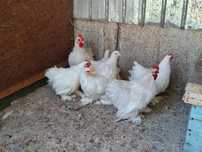 Cochinchina pitic alb