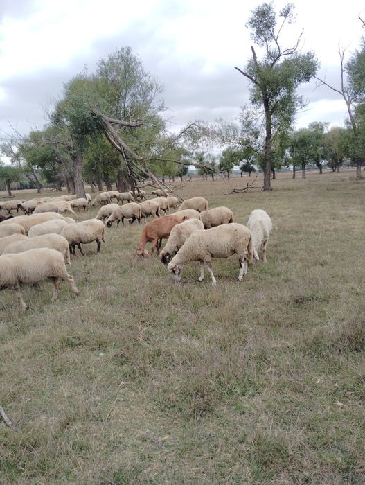Vând 170 de oi și 50 de capre.