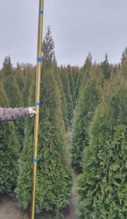 Tuia/mesteacan/tei argintiu/leylandii