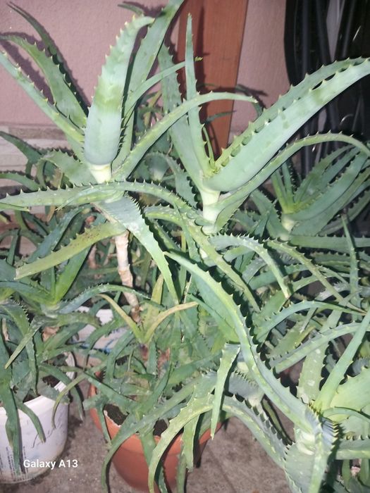 Aloe arborescens - planta
