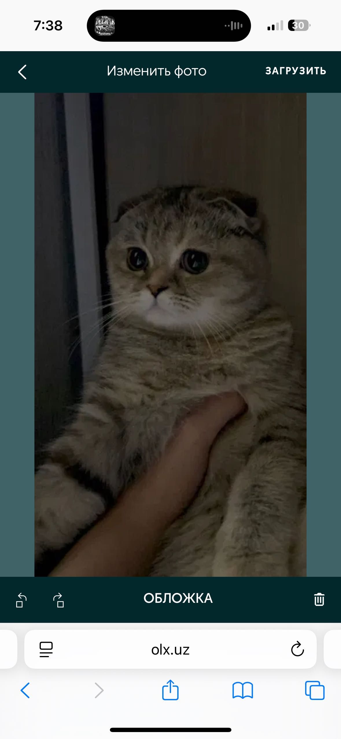 Кошка скоттиш  фолд девочка  10месяцев
