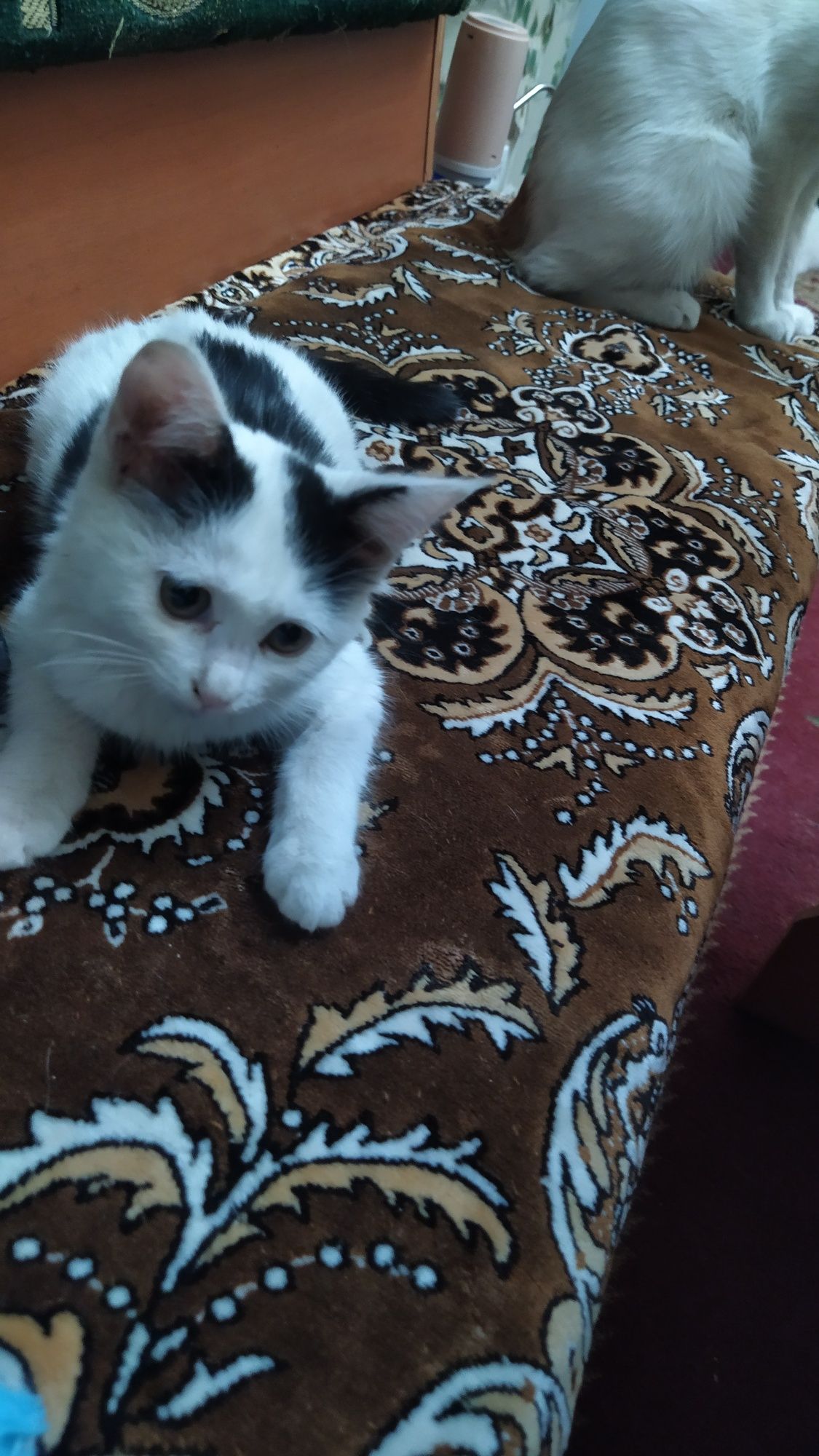 Игривая красивая котенок