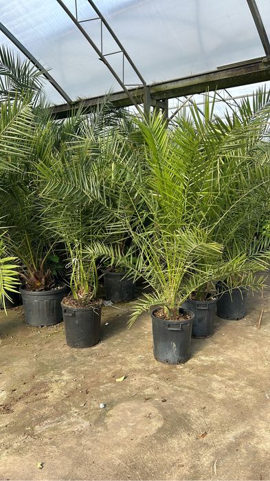 Plante ornamentale