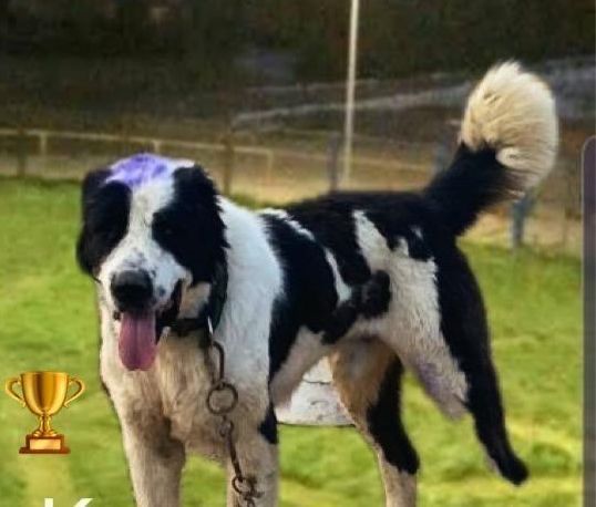 Ауыстыруга алабай