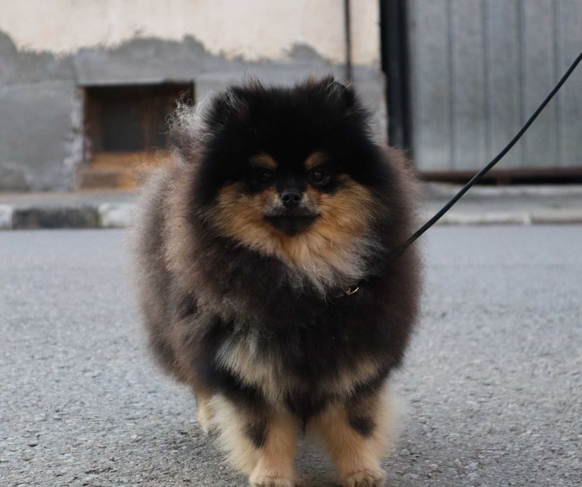 Страхотно момиченце померан с родословие FCI