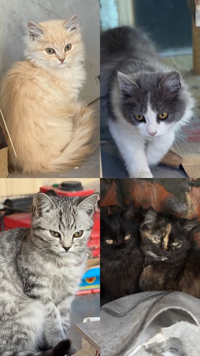 Отдам котят бесплатно