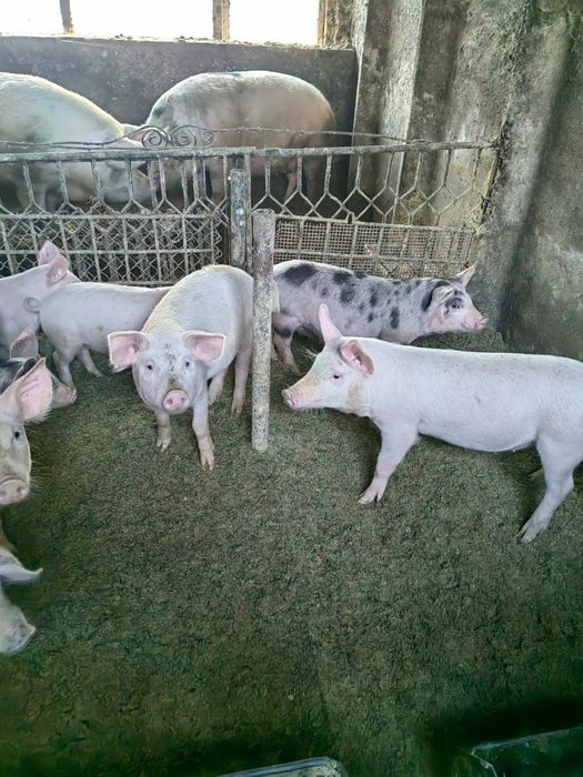 Продавам малки прасенца
