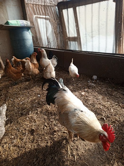 Продам кур домашних