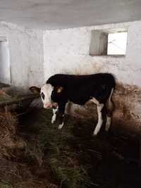 Vând vaca cu vârsta de 2 ani și 10 luni și vițel de 6 luni