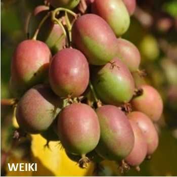 Mini kiwi Minikiwi soiul Weiki ( mascul )
