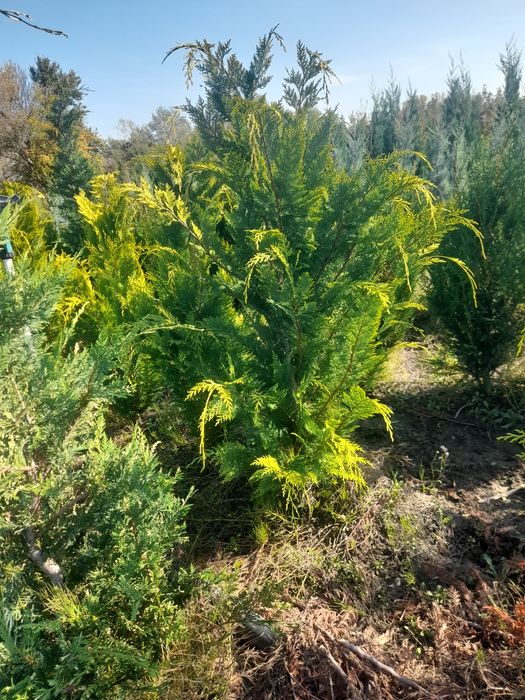 Vând plante ornamentale