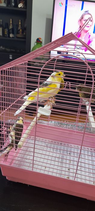 Vand 4 Canari, Trei bărbați și o femelă, 11 luni