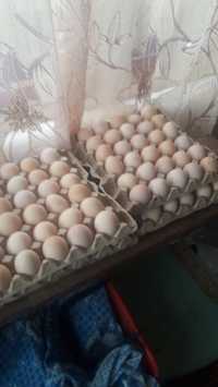 Домашние свежие  яйца