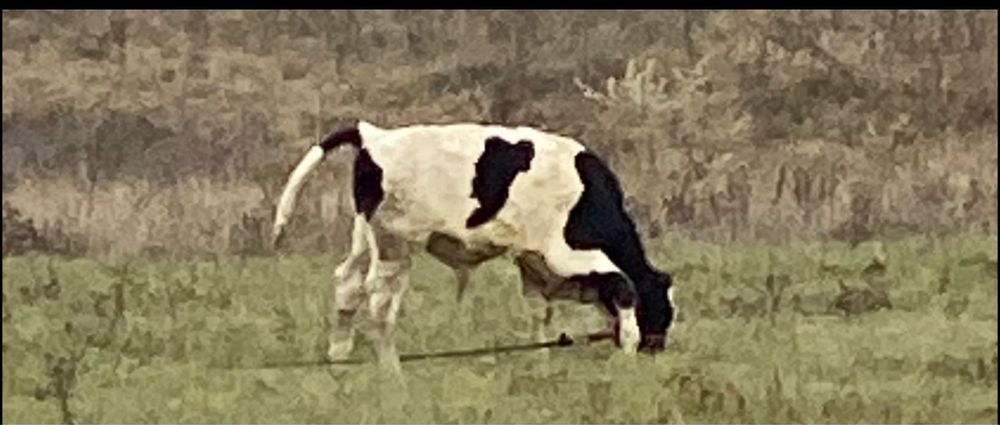 Vand  vitei , nu raspund la mesaje