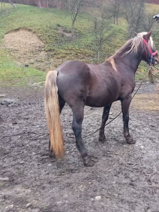 Vând mânz de 2 ani jumate nr (0763) 576 989