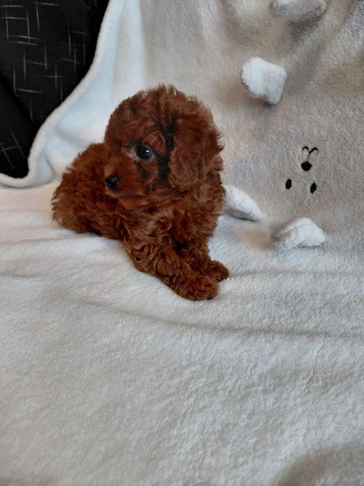 Пудел той мъжко и женско