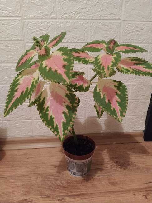 стайни растения + отстъпка