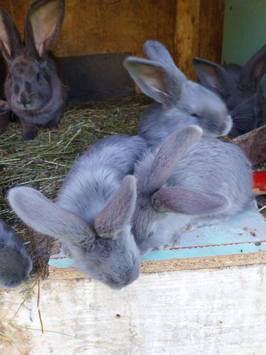 Vând iepuri uriaș albastru