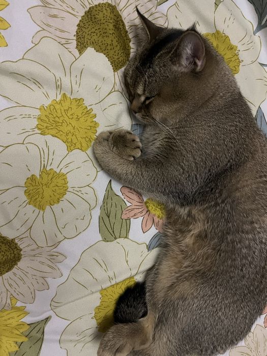 Вязка кота с кошечкой