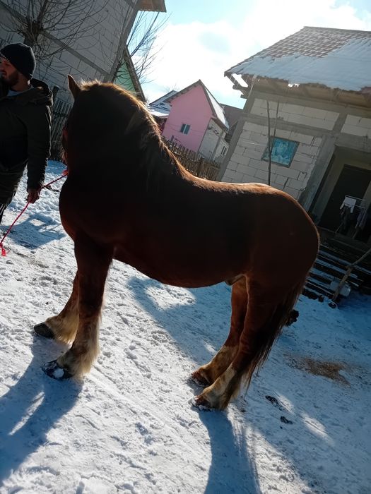 Vând cal cuminte și blând