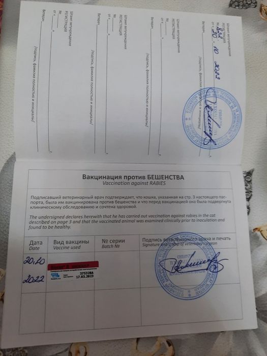 Mushuk Sibirisrkaya Mujik dakumentlari pasprorti vaksiina hammasi joyi