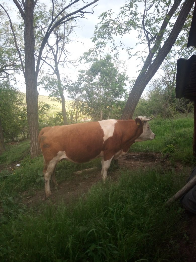 Vând vaca bălțată Românesca